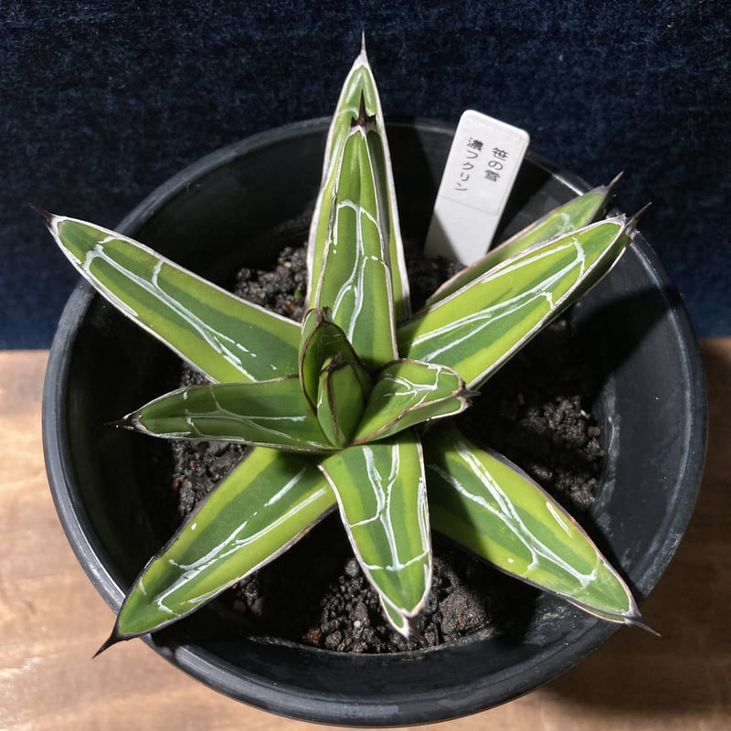 アガベ 笹の雪 濃覆輪 3.5号鉢 | radical botanics