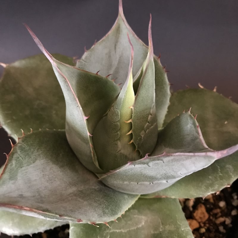 hai__se様用 アガベ シャウイ ミュータント クローン Agave shawi 