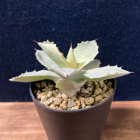 【厚葉・青白肌】アガベ イシスメンシス　Agave isthmensis