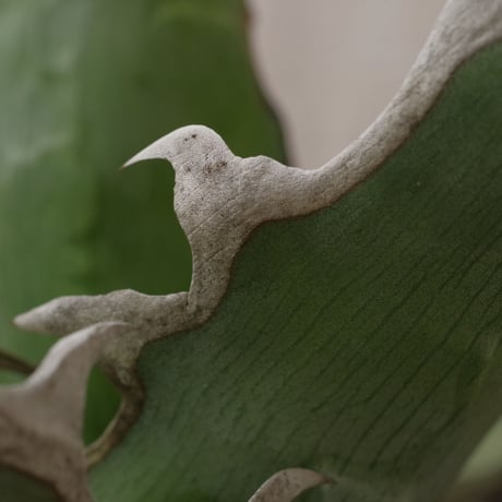 アガベ  キシロナカンサ  ‘ブルー’ 　強刺・短葉　／　Agave  xylonacansa “Blue”