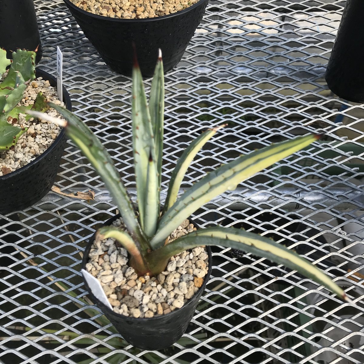 アガベ マクロアカンサ 中斑 アガベ マクロアカンサ錦 | hanayoshi