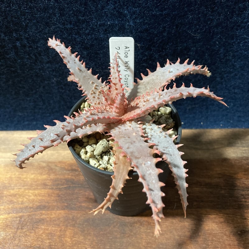 アロエ ワイリーカヨーテ Aloe 