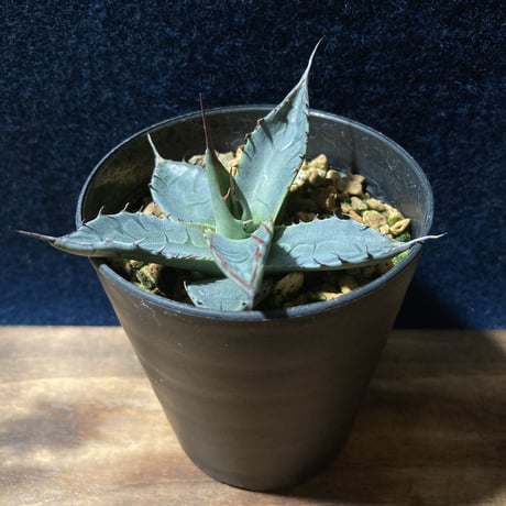 アガベ パラサナ　Agave parrasana