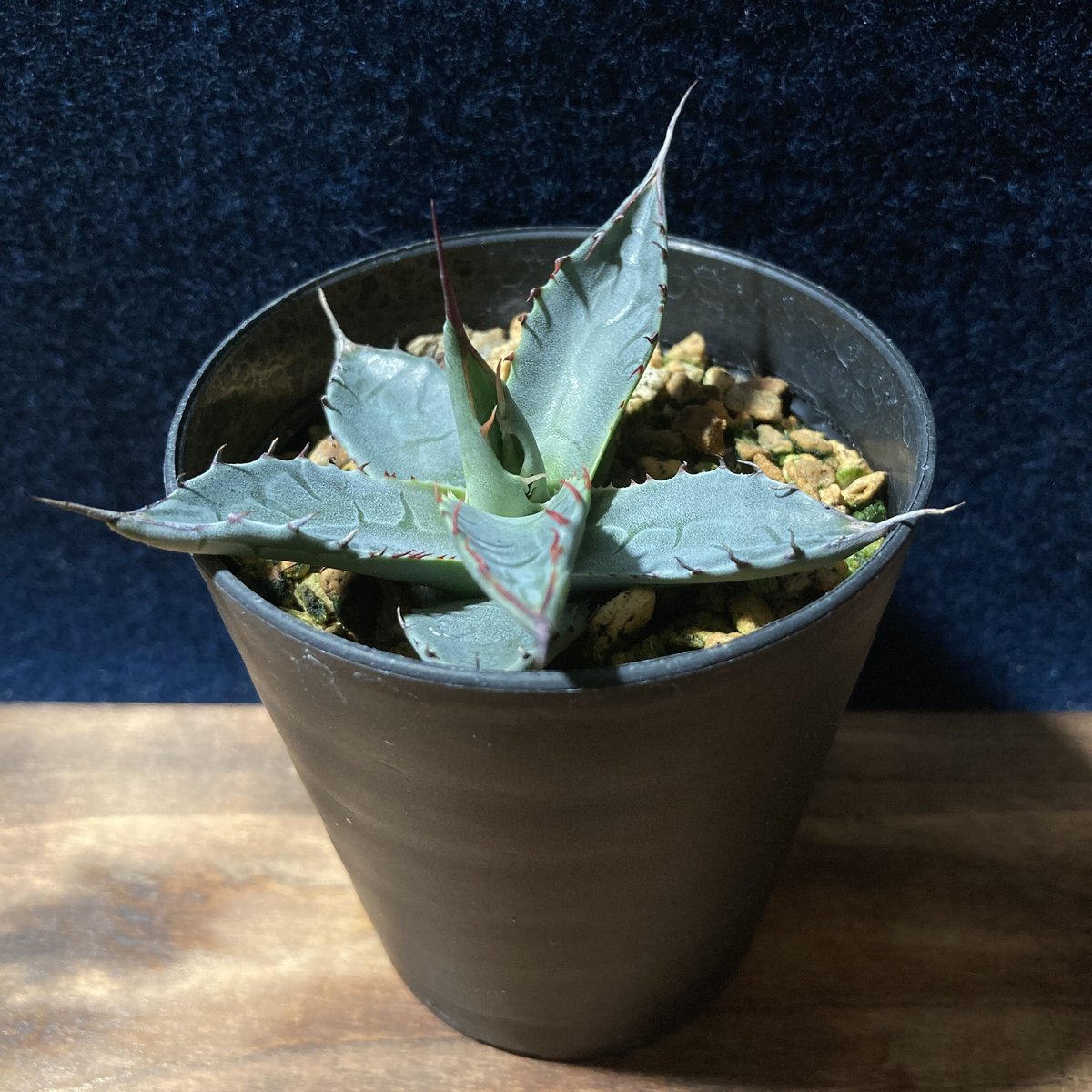 アガベ パラサナ Agave parrasana | radical botanics アガベ パラサナ Agave parrasana | radical botanics