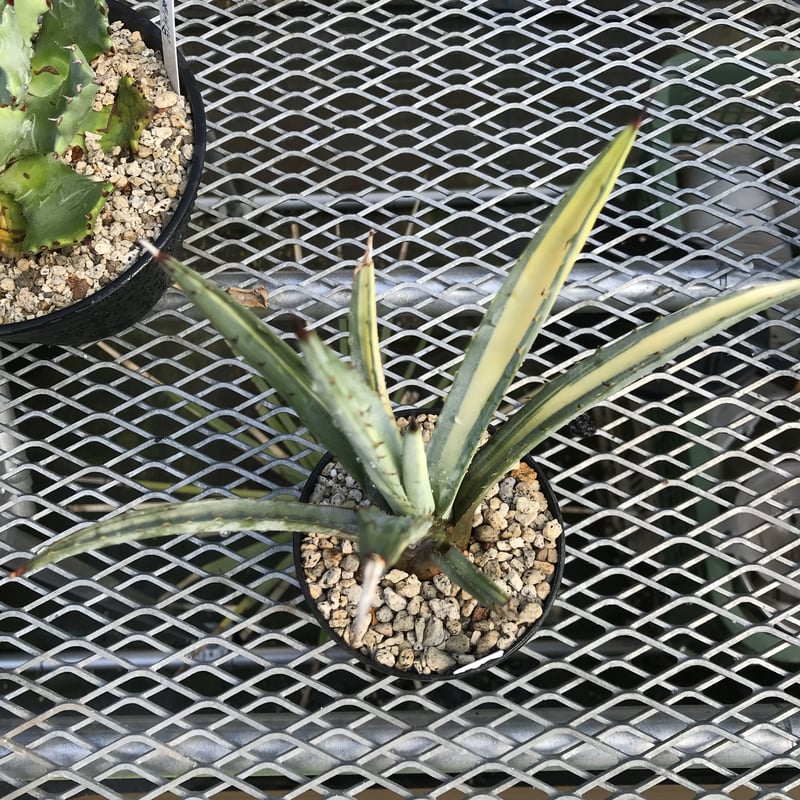 アガベ 黄中斑 マクロアカンサ 大株 大株 アガベ マクロアカンサ