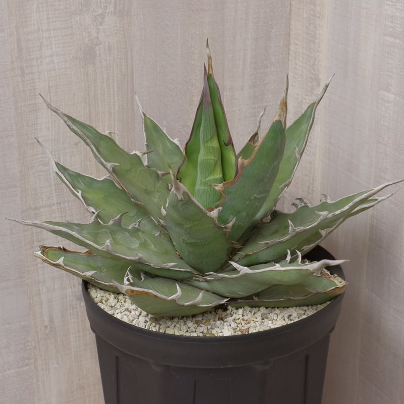 アガベ キシロナカンサ 'ブルー' 強刺・短葉 ／ Agave xylonacansa