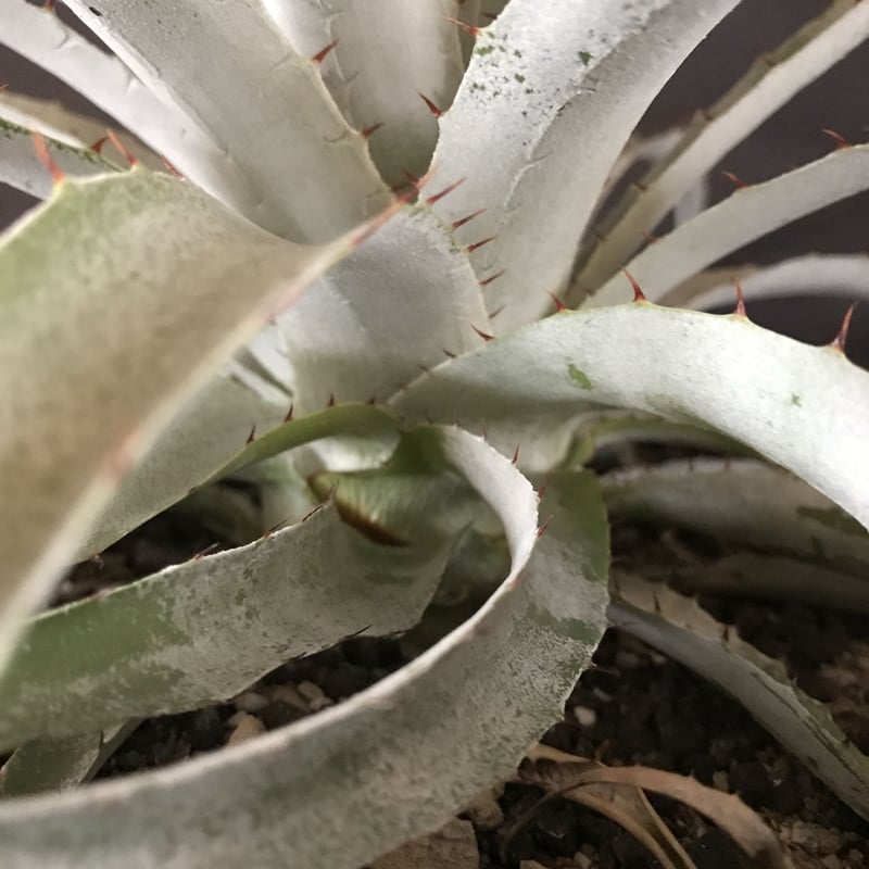 プヤ セルーレア Puya coerulea var. coerulea | radical