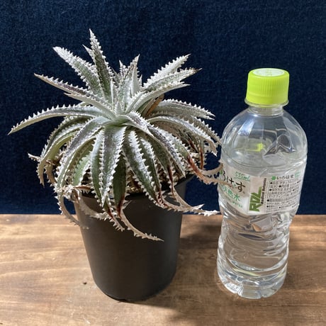 Dyckia Silver Shark　　【最終株】