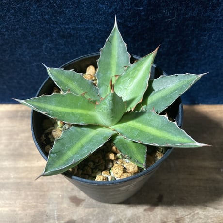 アガベ ロファンタ 特小型　Agave lophantha “Super Dwarf”