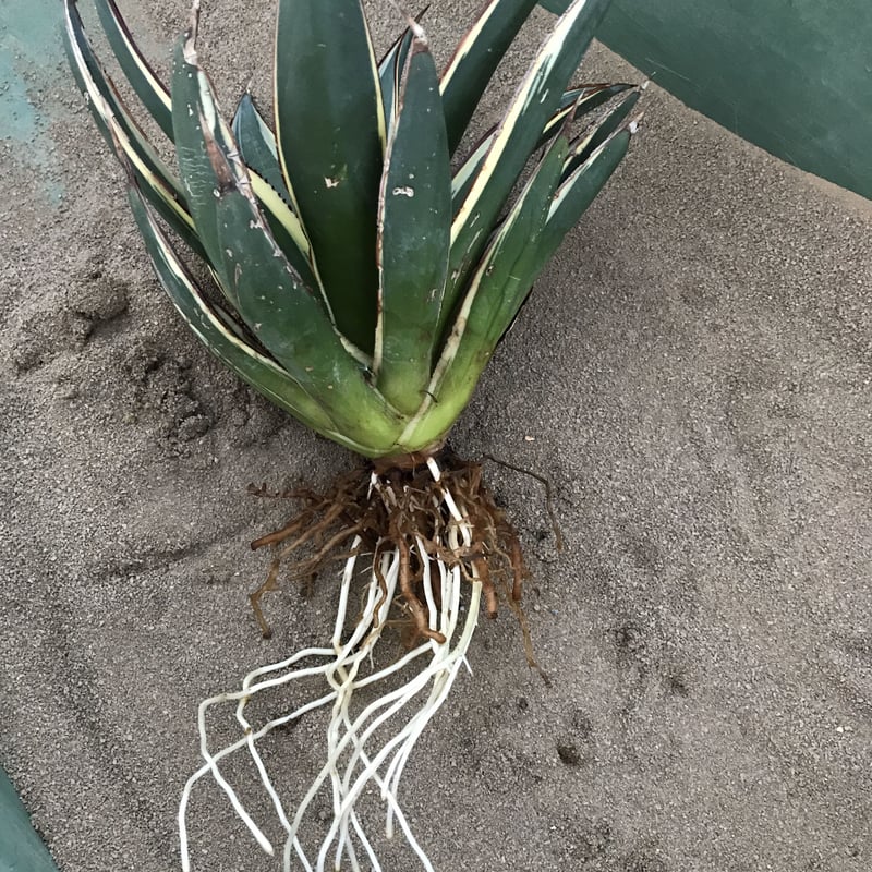 アガベ ❛スノーグロウ❜ Agave hyb. 'Snow Grow' | radical