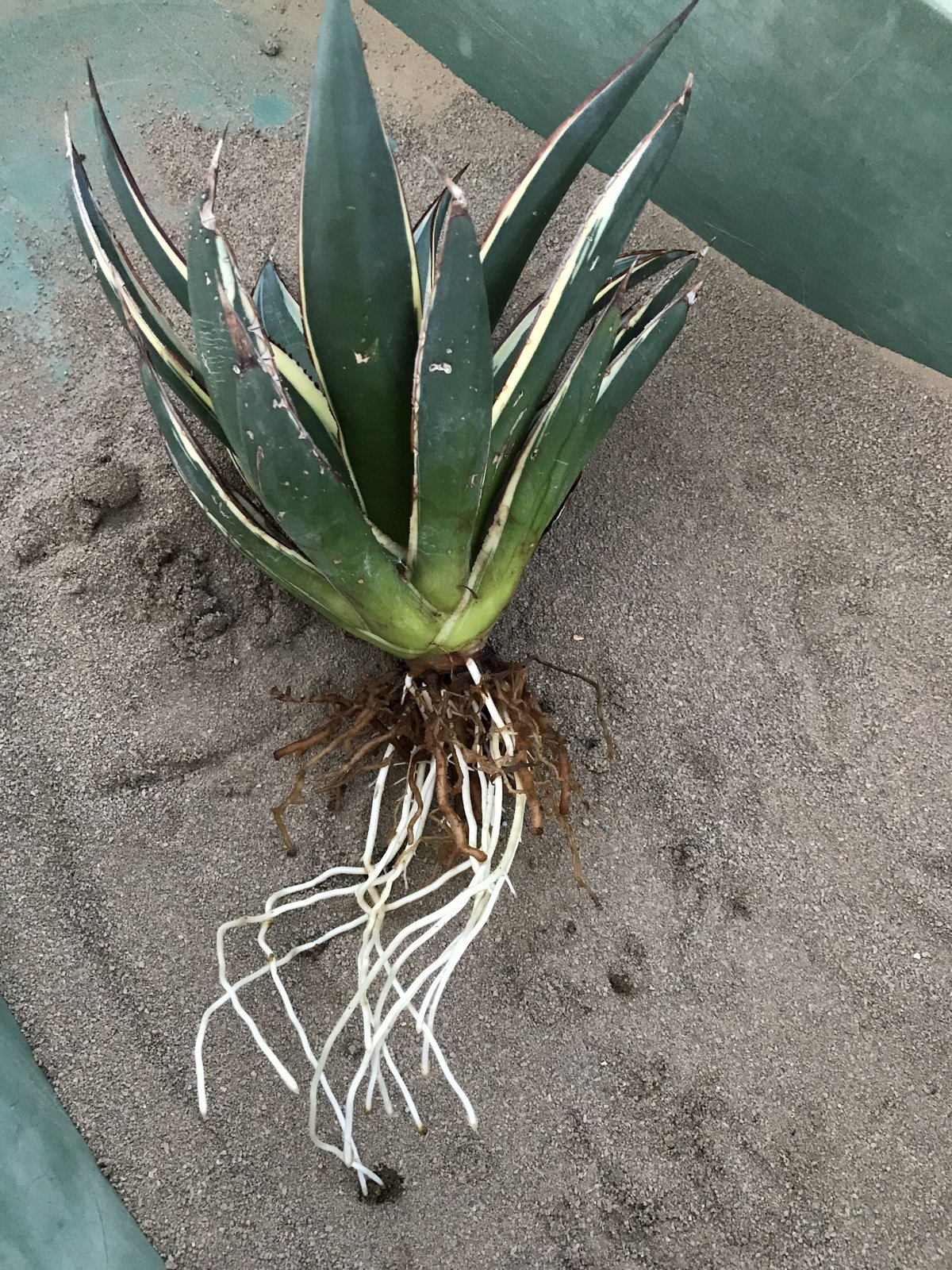 アガベ ❛スノーグロウ❜ Agave hyb. 'Snow Grow' | radical...