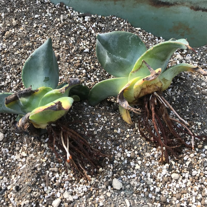 hai__se様用 アガベ シャウイ ミュータント クローン Agave shawi