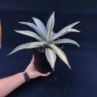 アガベ  アメリカーナ　縞黄斑／　Agave  americana