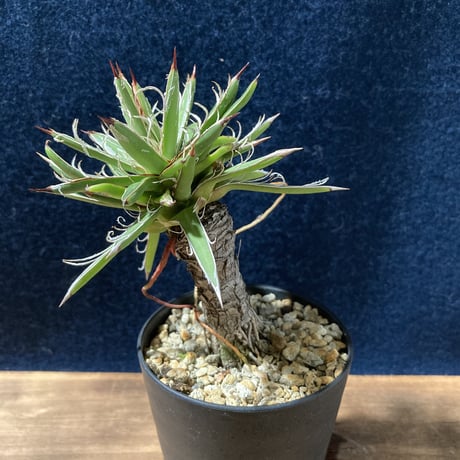 アガベ  姫乱れ雪  極小古株　Agave parviflora