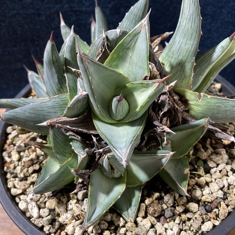 アガベ プミラ クラスターフェスト　Agave pumila “Clusterfest”