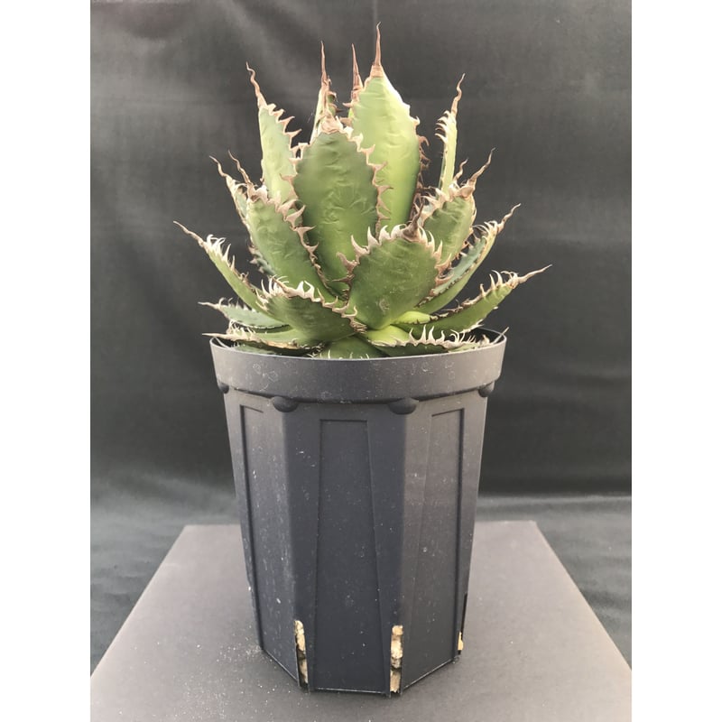 アガベ ホリダ / Agave horrida | radical botanics アガベ ホリダ / Agave horrida | radical botanics