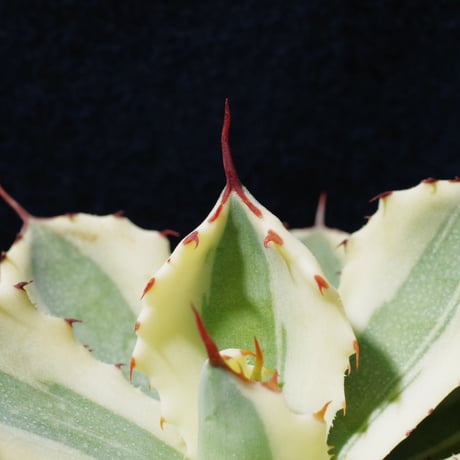 アガベ   スーパークラウン　Agave  potatrum   ‘Super  Crown’