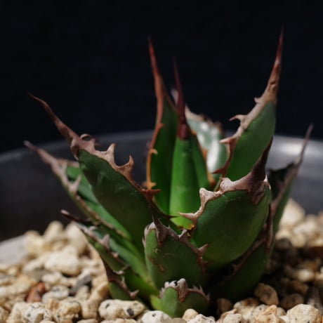 アガベ ギルベイ 極美株　Agave horrida ssp. gilbeyi