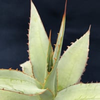 アガベ  インプレッサ　　／　Agave  impressa