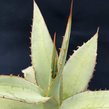 アガベ  インプレッサ　　／　Agave  impressa