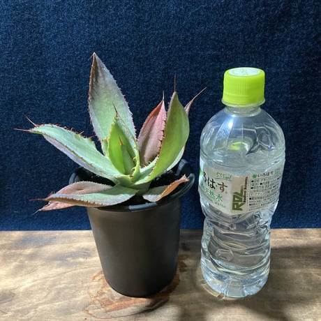 アガベ ボビコルヌタ　Agave bovicornuta