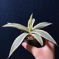 アガベ アメリカーナ 覆輪　Agave americana f.marginata