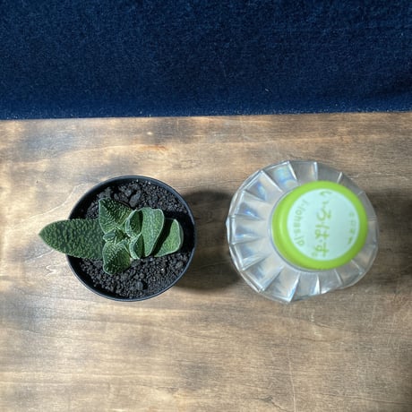 ガステリア 白星竜 モンスト　Gasteria carinata v.verrucosa f.monst.