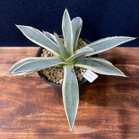 アガベ ベガスストリップ Agave sisalana “Vegas Strip”