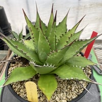 アガベ モンタナ 　Agave montana