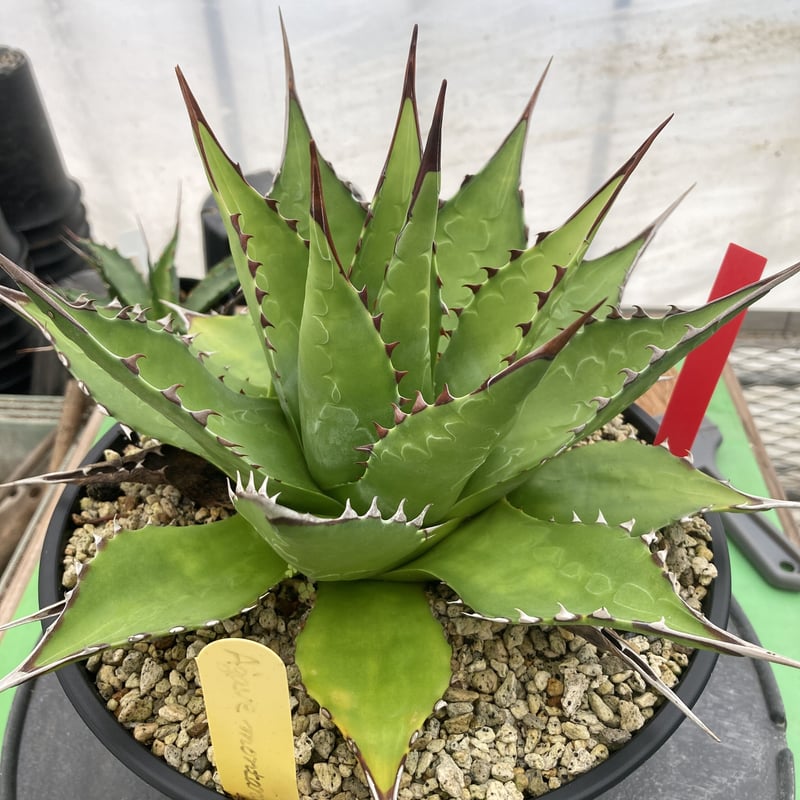 必見】AGAVE アガベ モンタナ ライムフラッシュ 斑入り Agave montana ...