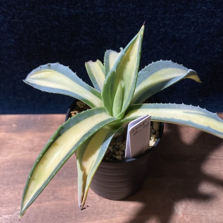 アガベ 琥珀竜　Agave americana f.mediopicta aurea
