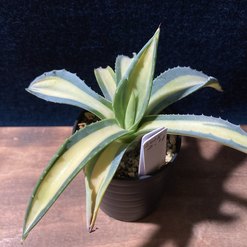 アガベ 琥珀竜 Agave americana f.mediopicta aurea | ra