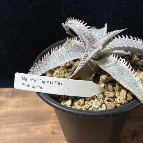 Dyckia ｍarnier-lapostollei “Pink Spine”　ディッキア マルニエラポストレイ ピンクスパイン