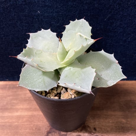 【厚葉・青白肌】アガベ イシスメンシス　Agave isthmensis