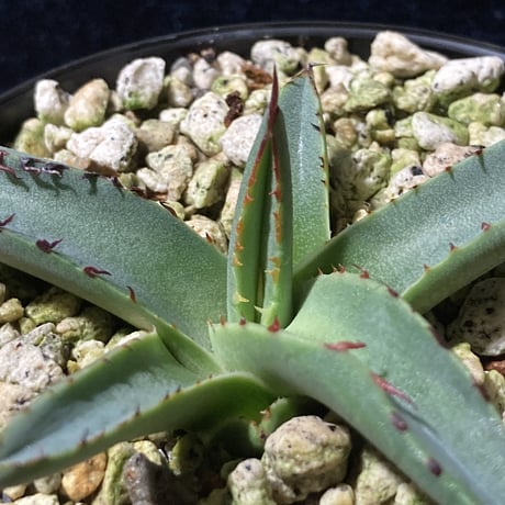 アガベ シャークスキン　Agave nigra “Shark Skin”