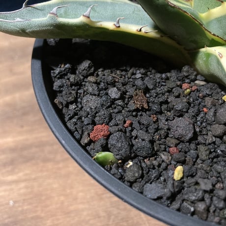 アガベ ザルケンシス錦 白黄覆輪　Agave scabra v.zarucensis f. aureo marginata