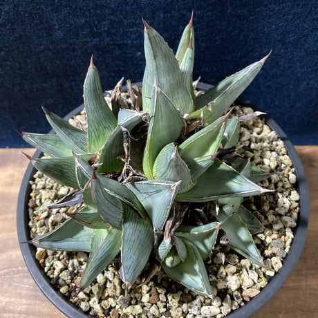 アガベ プミラ クラスターフェスト　Agave pumila “Clusterfest”