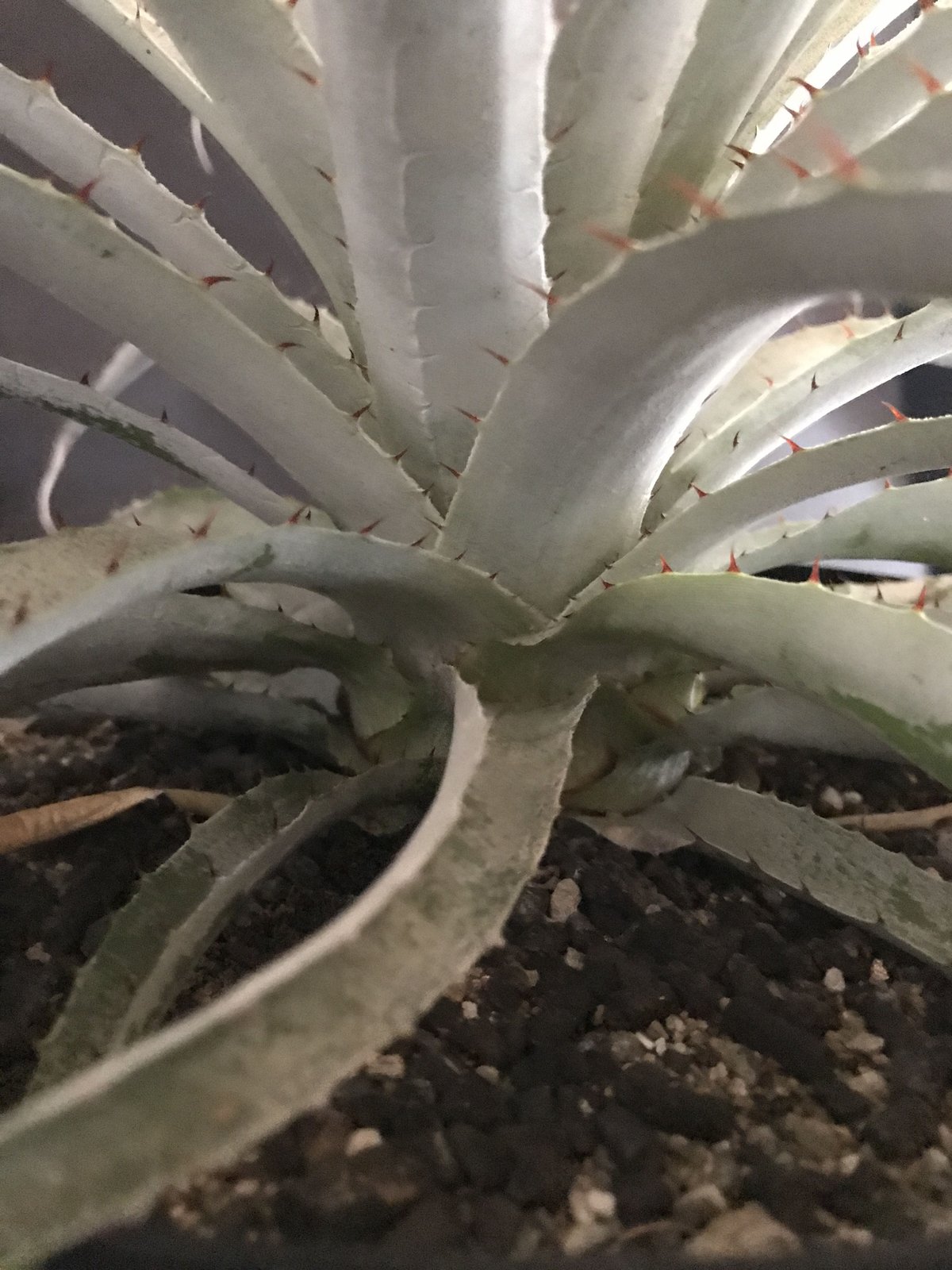 プヤ セルーレア Puya coerulea var. coerulea | radical
