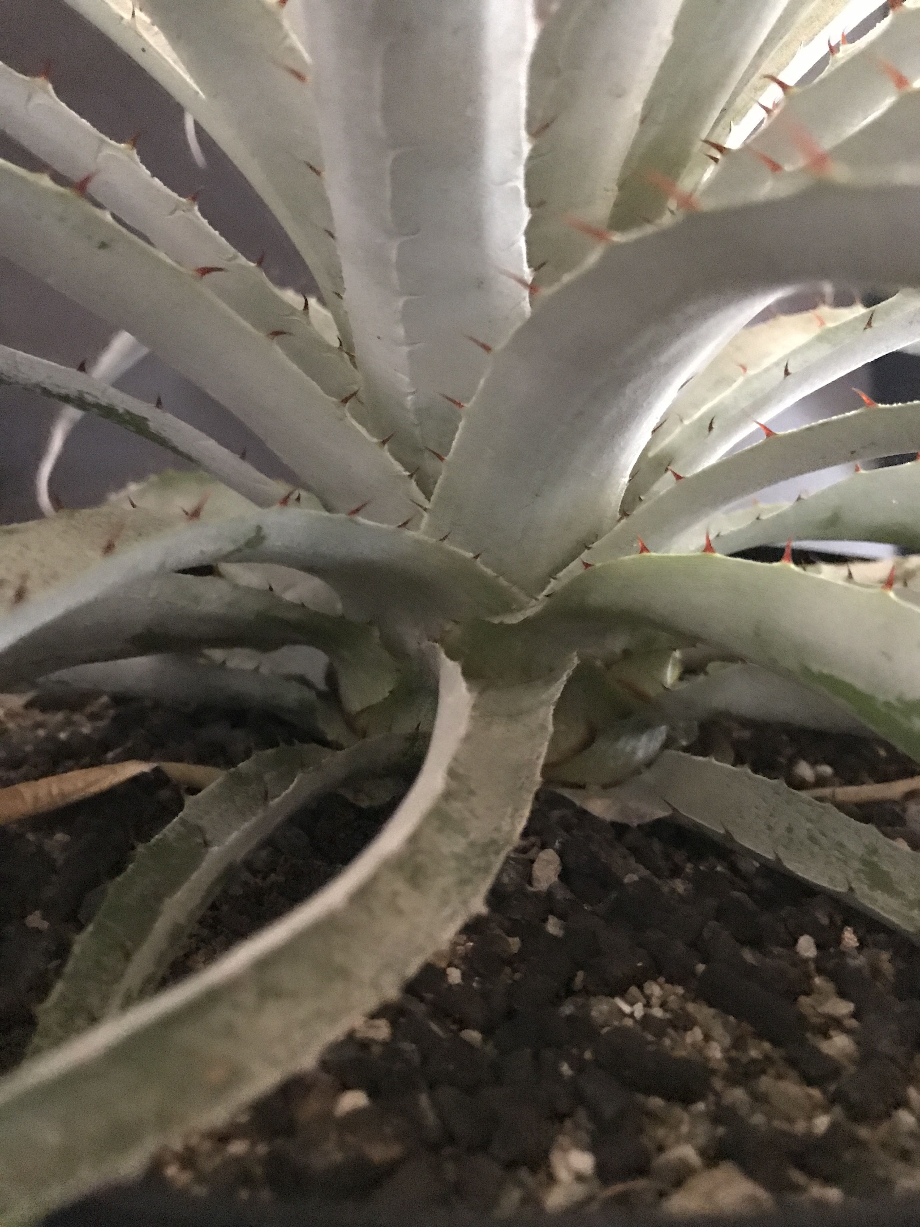 プヤ セルーレア Puya coerulea var. coerulea | radical