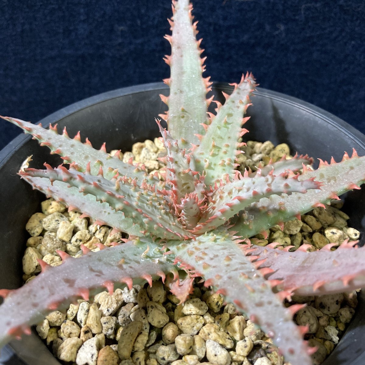 アロエ ワイリーカヨーテ Aloe アロエ ワイリーコヨーテ ○