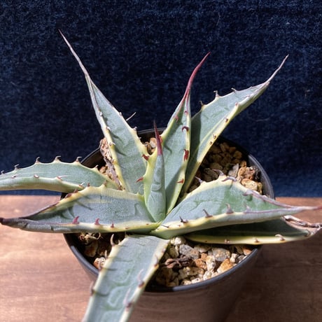 アガベ ザルケンシス錦 白黄覆輪　Agave scabra v.zarucensis f. aureo marginata