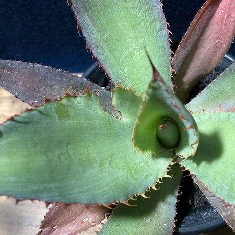 アガベ ボビコルヌタ　Agave bovicornuta