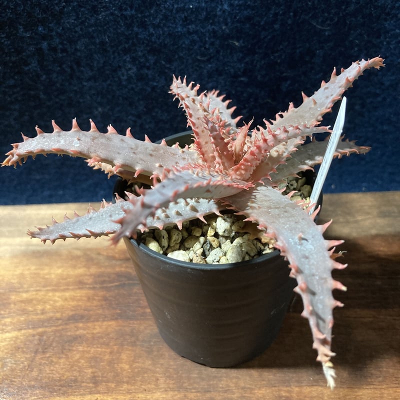 アロエ　ワイリーコヨーテ　② アロエ ワイリーカヨーテ Aloe 