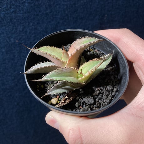 アガベ チタノータ 石化（いしか）　Agave titanota f.caespitosa  　分け株