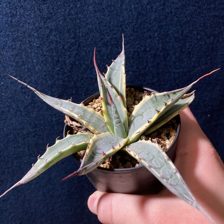 アガベ ザルケンシス錦 白黄覆輪　Agave scabra v.zarucensis f. aureo marginata