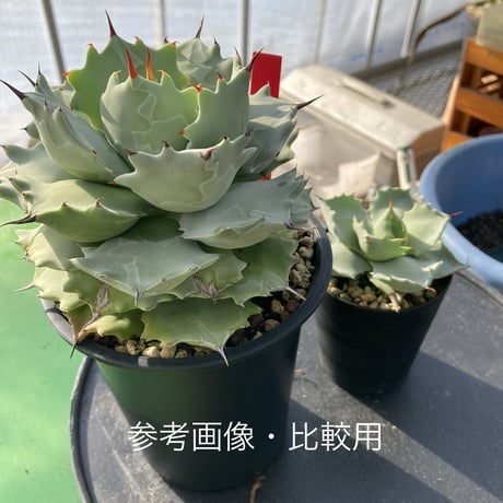 【厚葉・青白肌】アガベ イシスメンシス　Agave isthmensis