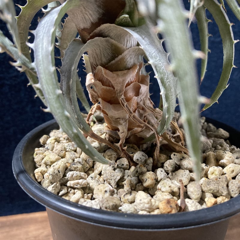 ディッキア ゴエリンギー タイプクローン Dyckia goeringii Type Clon 