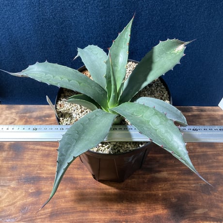 アガベ フェロックス “ギガンティア” 平尾氏輸入株　Agave salmiana v.ferox “Gigantia”　Mr.HIRAO