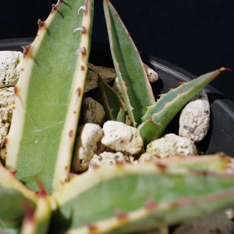 アガベ スカブラ ショート 覆輪　Agave scabra f.variegata 'Short Leaf'