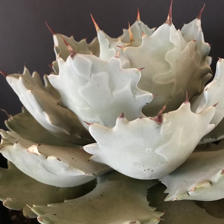 【厚葉・青白肌】アガベ イシスメンシス　Agave isthmensis